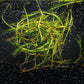 Guppy Grass | Najas Guadelupensis | Floating Aquarium Plant