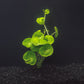 Pennywort | Hydrocotyle Verticillata