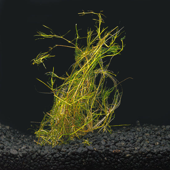 Guppy Grass | Najas Guadelupensis | Floating Aquarium Plant