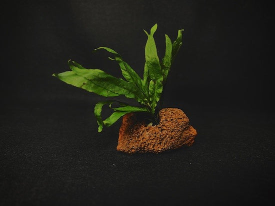 Java Fern on Lava Rock