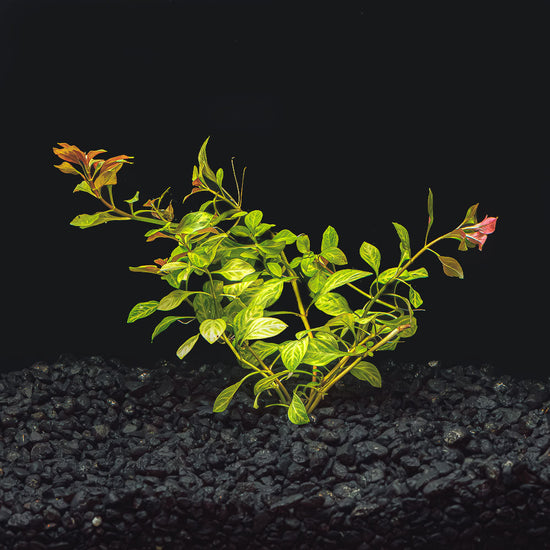 Ludwigia Repens