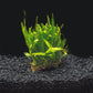 Java Fern &