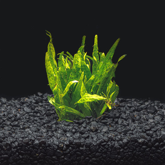 Java Fern &