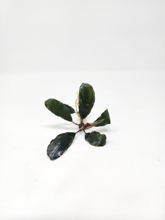 Bucephalandra Theia