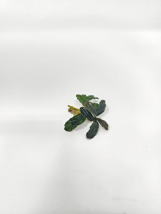 Bucephalandra Mini Phantom