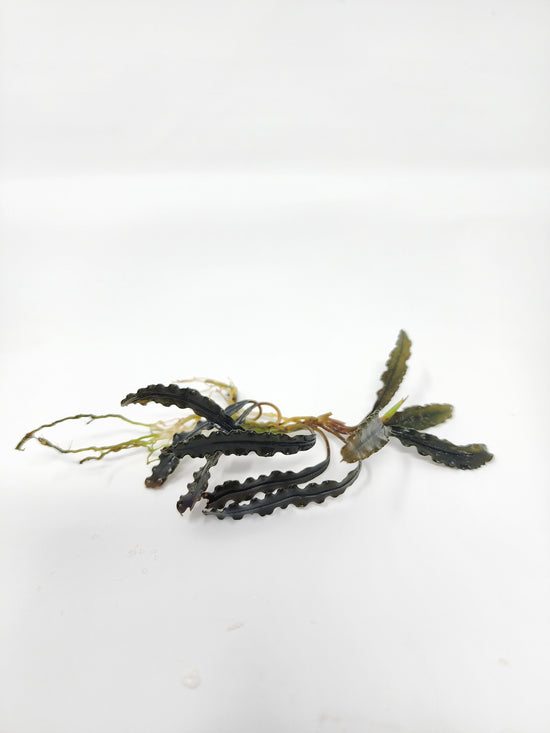 Bucephalandra Mix (Pack of 3)