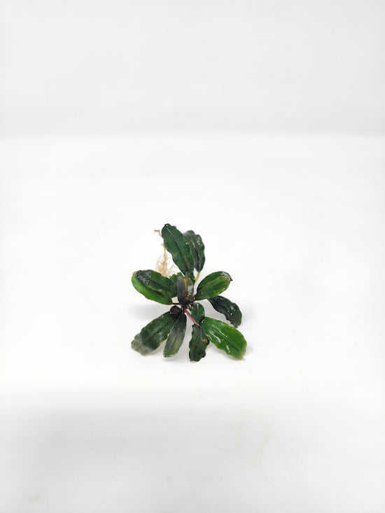 Bucephalandra Brownie