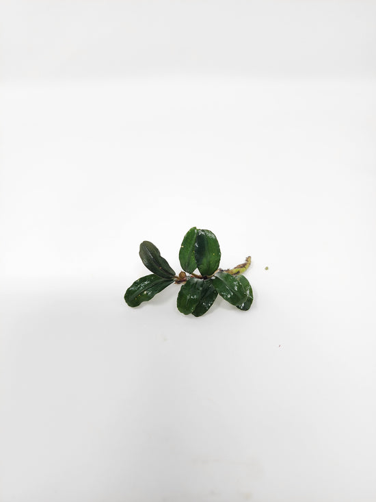 Bucephalandra Mini Boyan