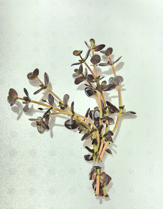 Bacopa salzmannii &