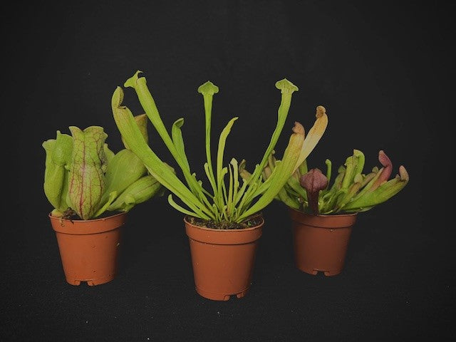 Carnivorous Plants