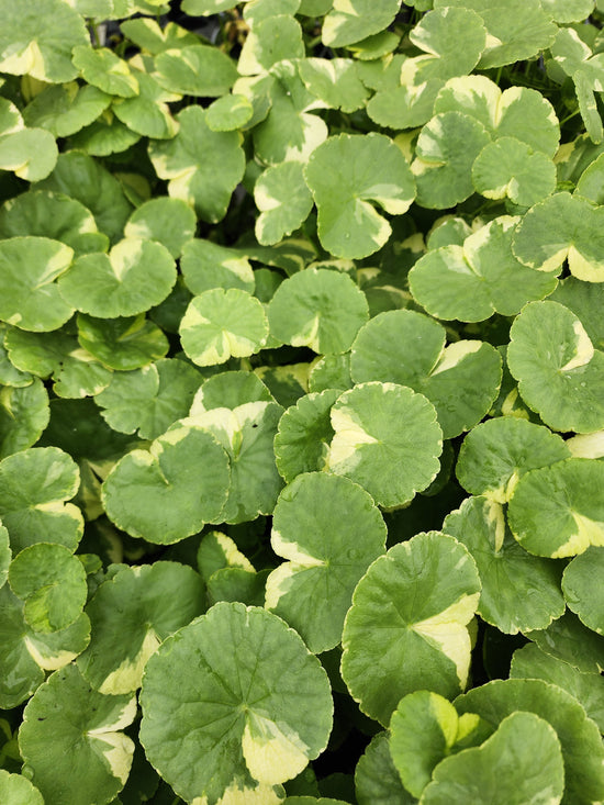 Variegated Pennywort | Hydrocotyle leucocephala "variegata"