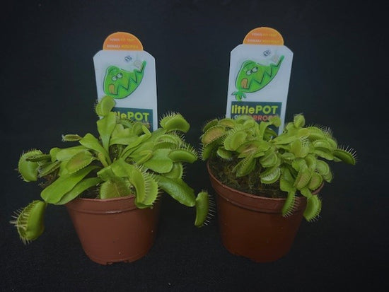 Venus Fly Traps | Dionaea muscipula