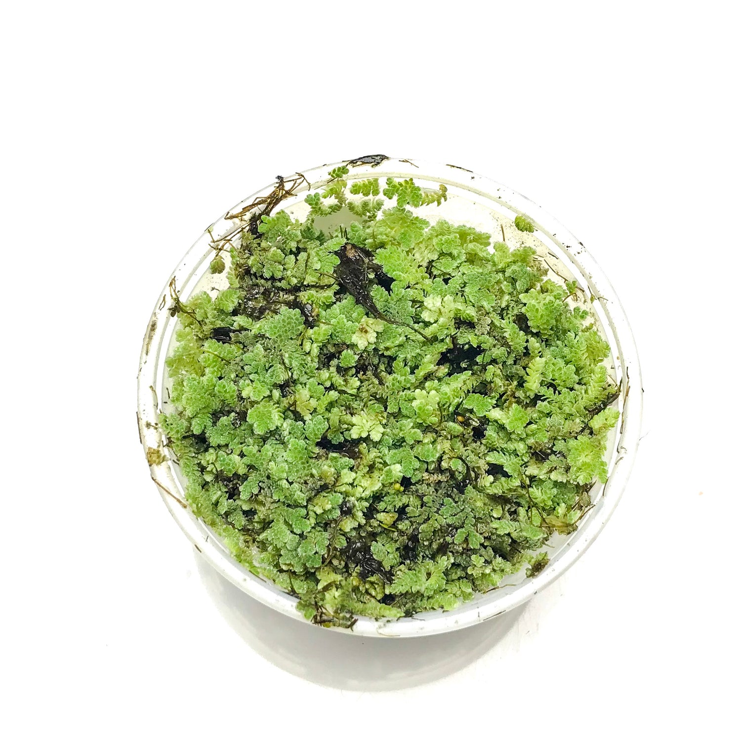 Azolla Caroliniana - H2O Plants