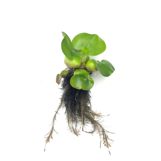 Water Hyacinth - H2O Plants