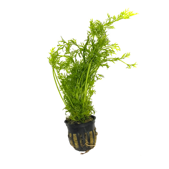 Water Sprite (Indian Fern) - H2O Plants