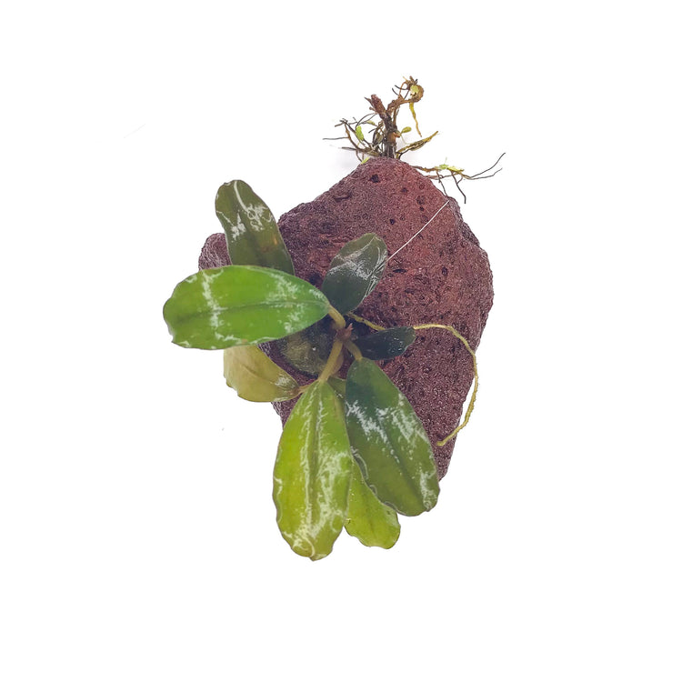 Bucephalandra (Randomly Selected) - H2O Plants