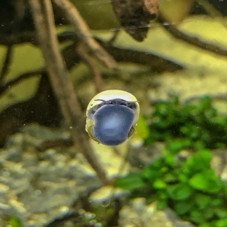 Mystery Snails - H2O Plants