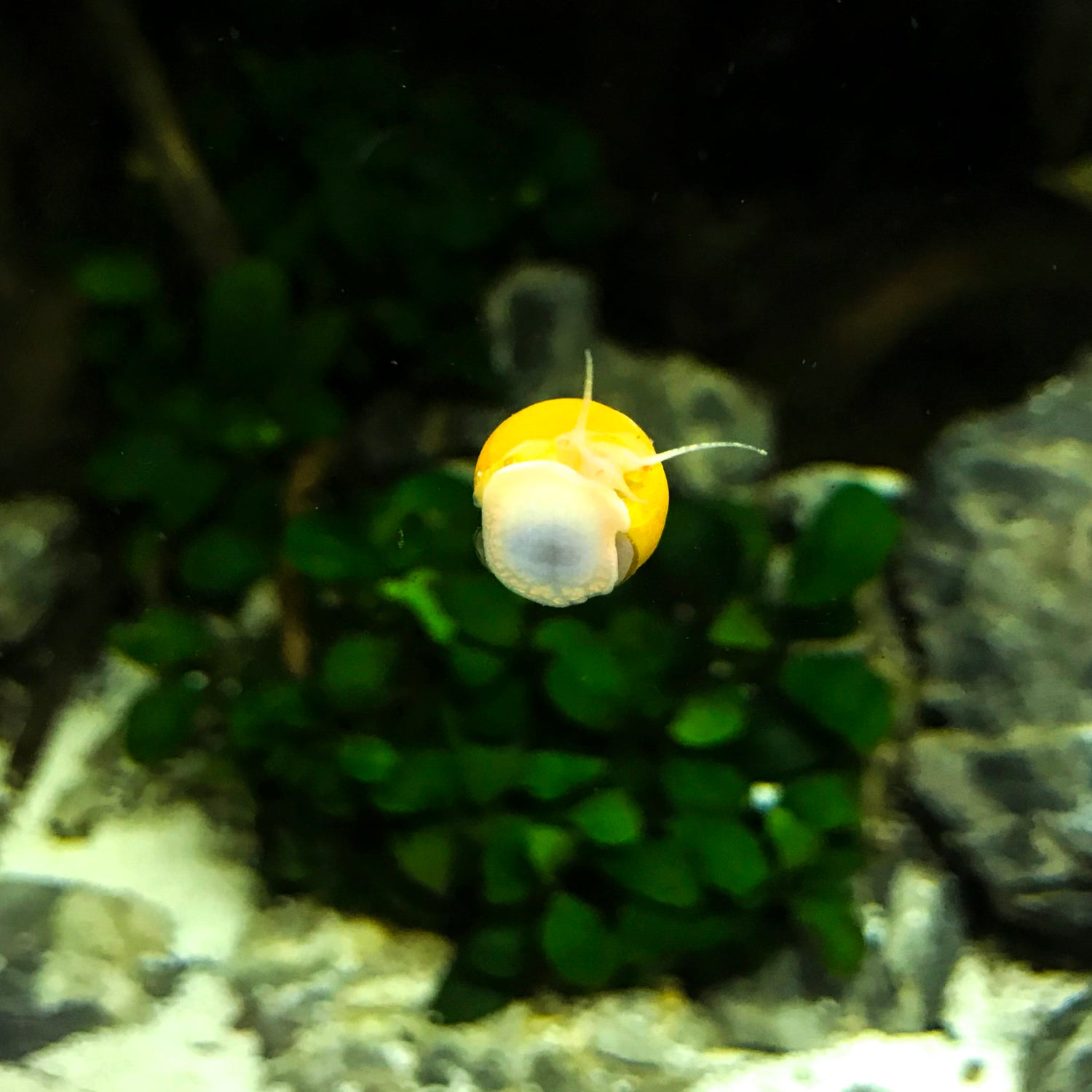 Mystery Snails - H2O Plants