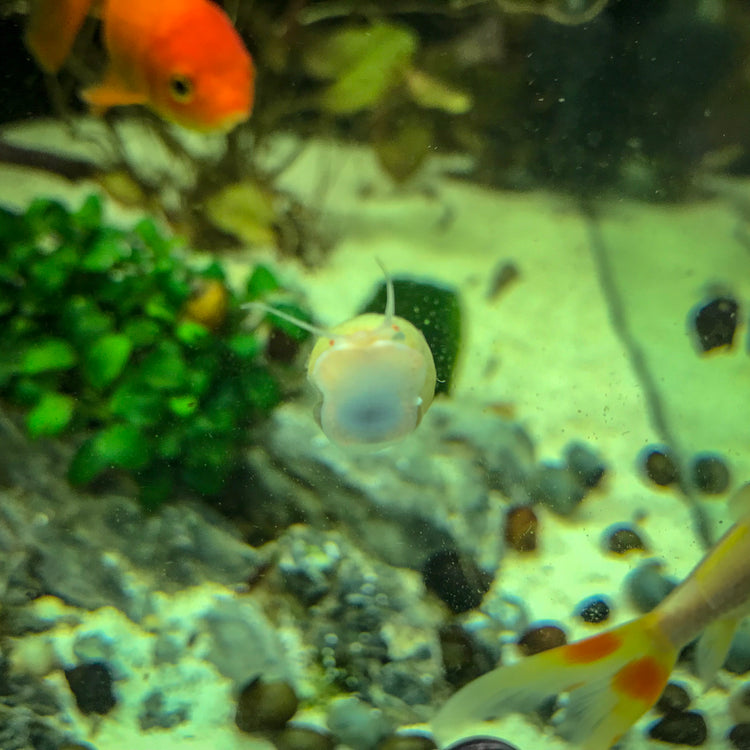 Mystery Snails - H2O Plants