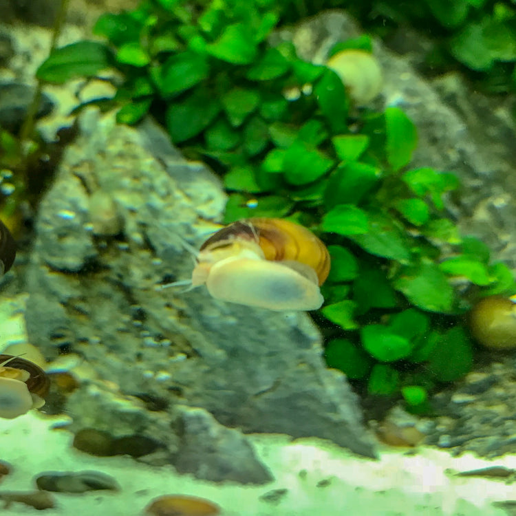 Mystery Snails - H2O Plants